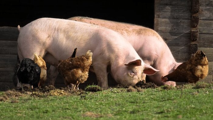 Le ministère de l’Agriculture prépare un troisième plan Écoantibio
