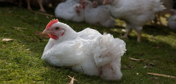 Grippe aviaire, mise à jour des zones de protection et de surveillance dans l’UE