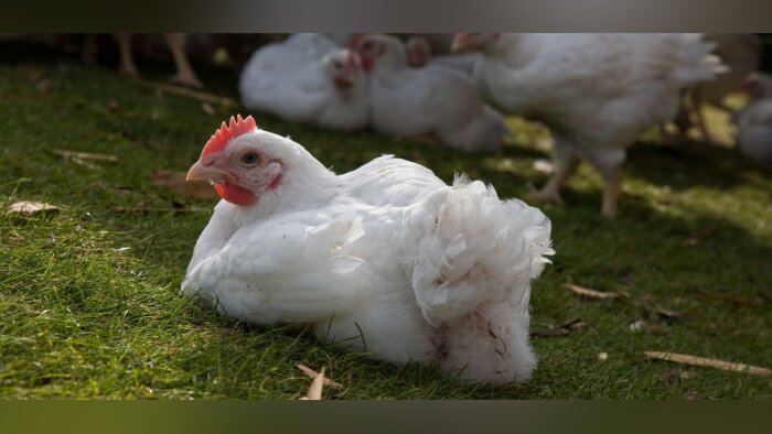 Grippe aviaire, mise à jour des zones de protection et de surveillance dans l’UE