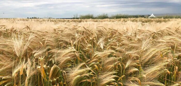 Récolte 2022 : du blé biologique de bonne qualité