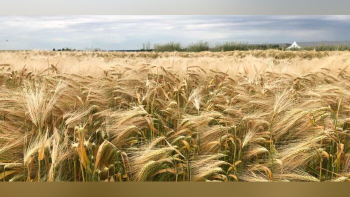 Récolte 2022 : du blé biologique de bonne qualité