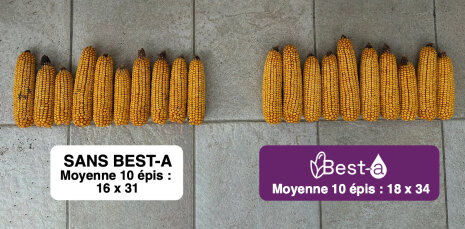 Les épis de maïs traités avec Best-a sont de meilleure qualité. Essais Bayer 2025 Eole en Beauce (28) Centre - © Bayer