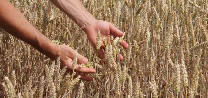 Actura lance A6G, nouvelle application de suivi des cultures en partenariat avec 6th Grain