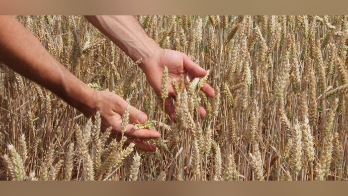 Actura lance A6G, nouvelle application de suivi des cultures en partenariat avec 6th Grain