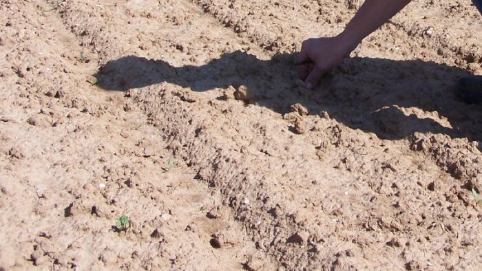 Étude de l’Ademe : 76 % des échantillons analysés de sols agricoles contiennent des microplastiques