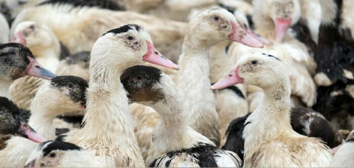Euralis : projet de fermeture du site de production de foie gras Rougié à Sarlat (Dordogne)