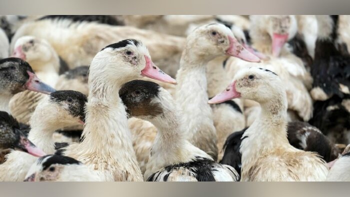Euralis : projet de fermeture du site de production de foie gras Rougié à Sarlat (Dordogne)