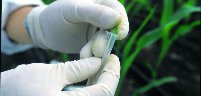 La mutagenèse aléatoire in vitro ne relève pas de la législation sur les OGM, selon la CJUE