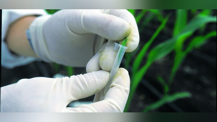 La mutagenèse aléatoire in vitro ne relève pas de la législation sur les OGM, selon la CJUE