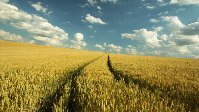 42 % des terres agricoles en danger et 16 cultures sur 24 menacées en 2050 selon une étude de Scet