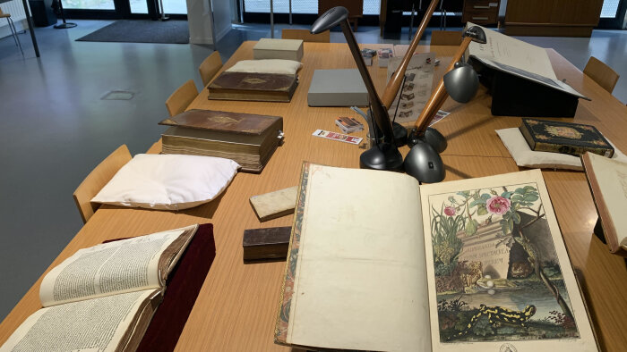 Le fonds ancien Rennes 2 rassemble 34 000 ouvrages, dont 21 000 antérieurs à 1915. - © Antoine Bovio