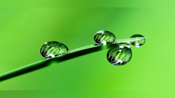 Moisson de CEPP pour les biosolutions De Sangosse