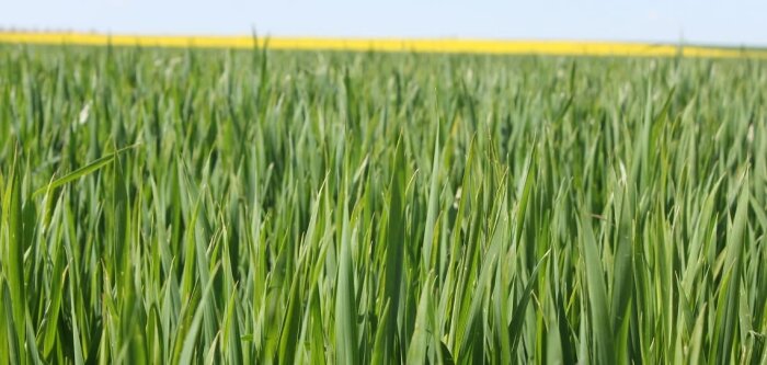 Les grandes cultures moins touchées par la crise du bio