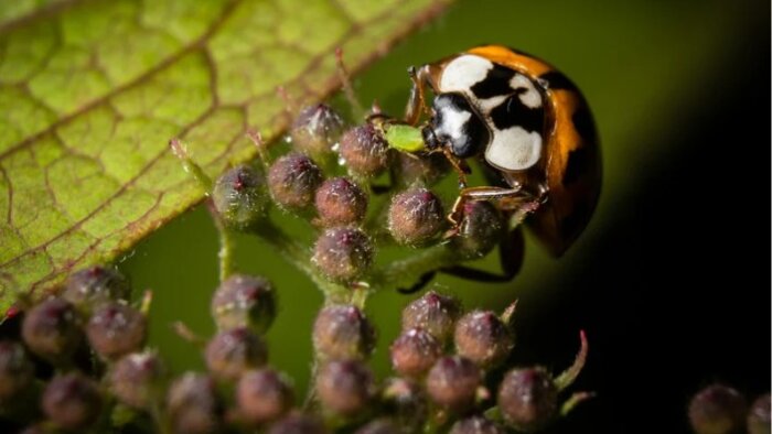 Biocontrôle : ce que propose le CGAAER pour accélérer son adoption