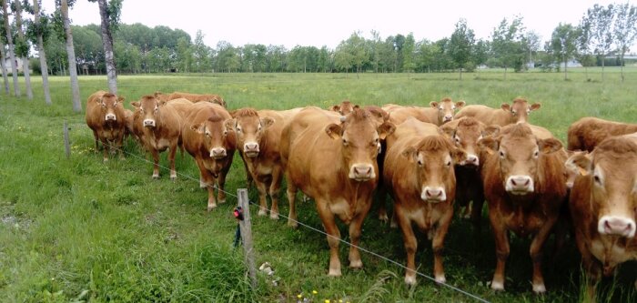 Dans leur étude, deux chercheuses estiment que la compensation écologique ne favoriserait pas la tra - © D.R.