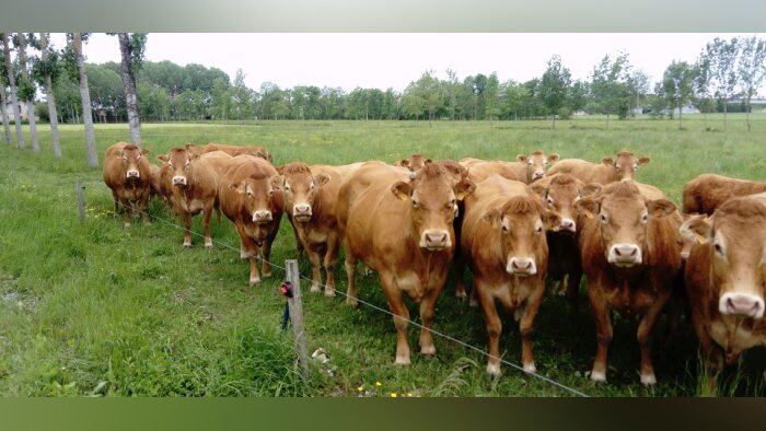 Dans leur étude, deux chercheuses estiment que la compensation écologique ne favoriserait pas la tra - © D.R.