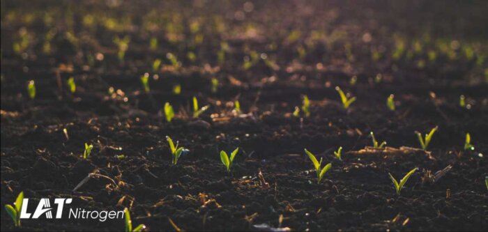 Fertilisation azotée du maïs : comment être efficace ?