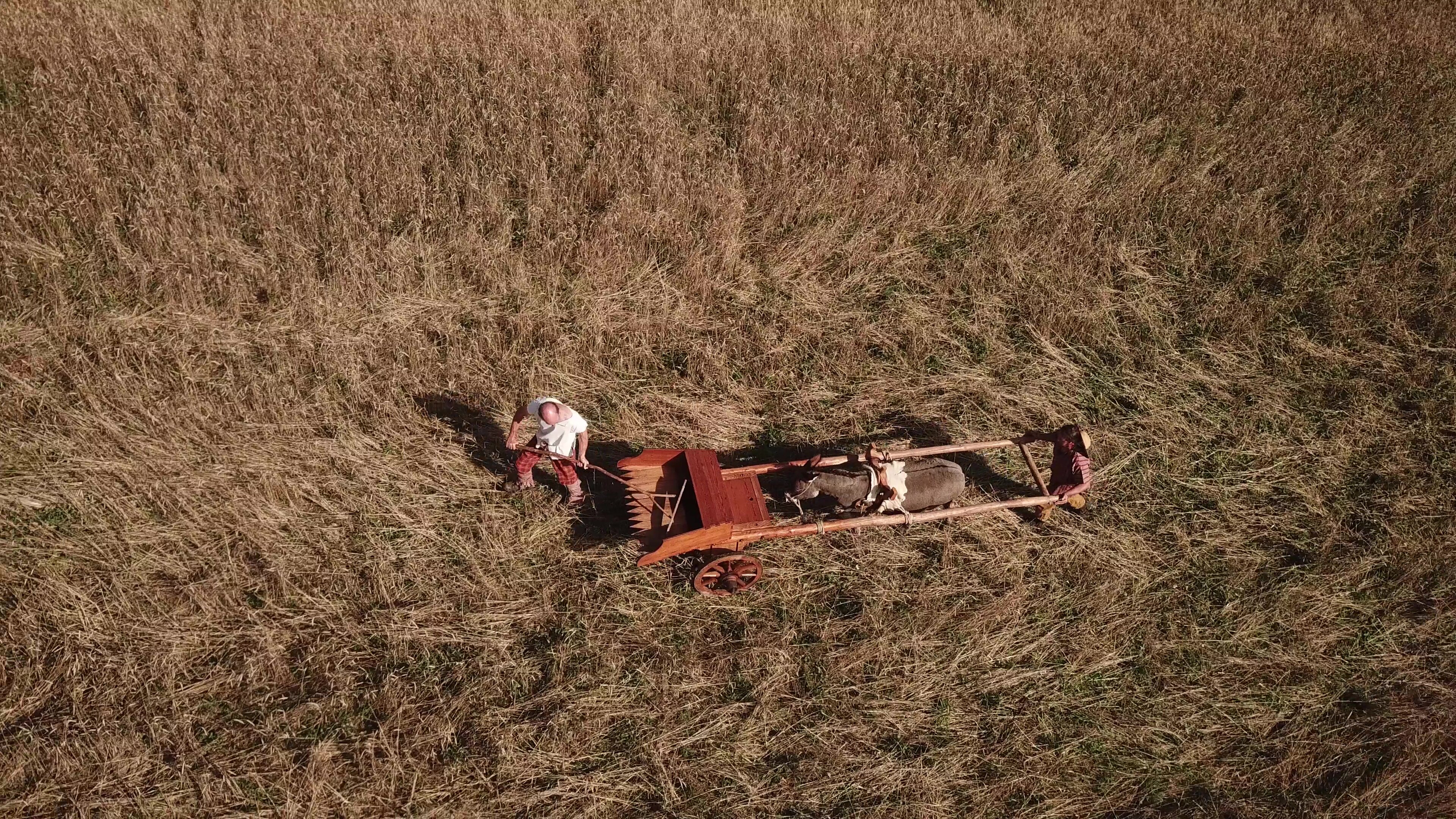 La moissonneuse-batteuse exposée les 5 et 6 mars.  - © Malagne-Archéoparc de Rochefort