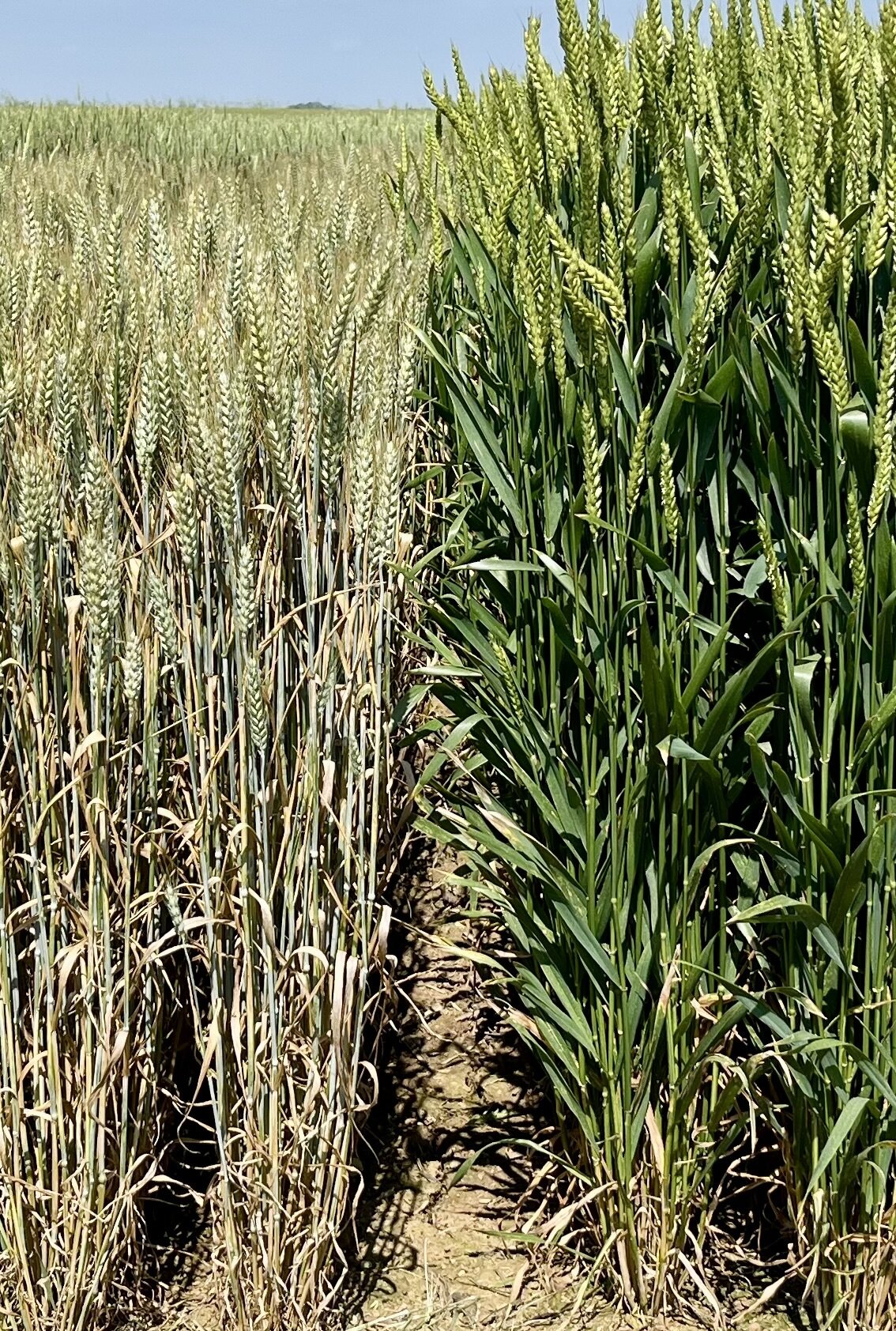 variété X-Terra à droite avec un témoin de marché, à gauche, de même précocité - © Syngenta
