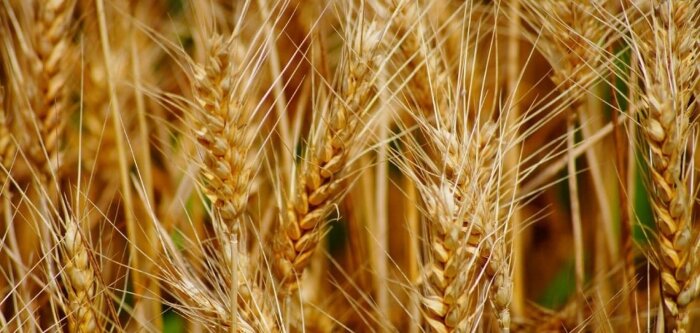 Ukraine, baisse des semis de printemps et exportations limitées