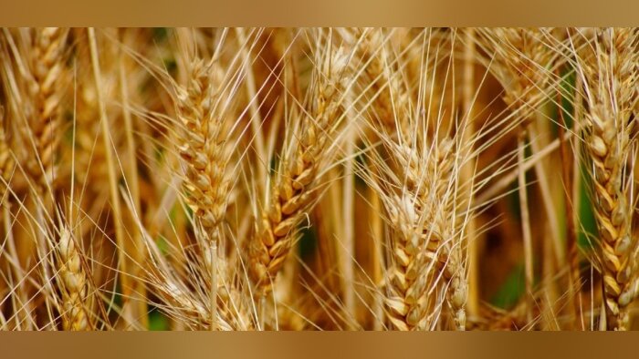 Ukraine, baisse des semis de printemps et exportations limitées