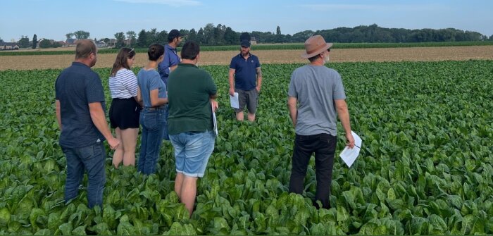 Le groupe Carré teste des solutions de désherbage des endives pour préserver la filière