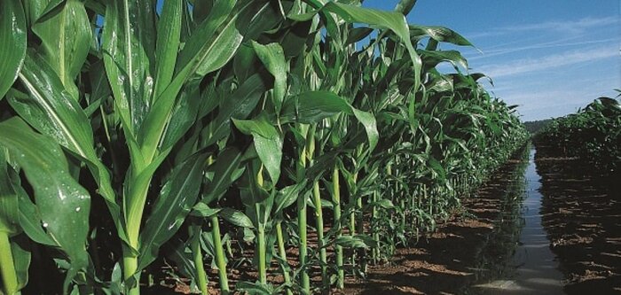 Autorisation de DIPEL DF et XENTARI sur maïs pour la pyrale, la sésamie et héliothis