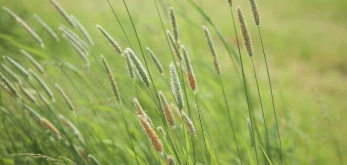 La saison automnale 2023 a marqué par ses pluies diluviennes, bouleversant le désherbage habituel su - © D.R.