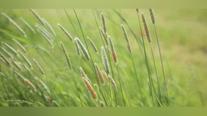 La saison automnale 2023 a marqué par ses pluies diluviennes, bouleversant le désherbage habituel su - © D.R.
