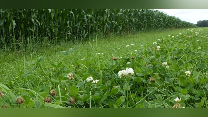 Mag fourragères, accroitre l’autonomie alimentaire des élevages
