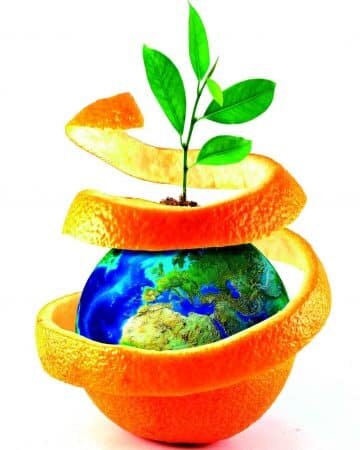 Derrière l’huile essentielle d’orange douce, la R&D biocontrôle d’ORO AGRI - © D.R.