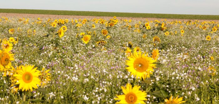 L’Indicateur de régénération calcule le score agroécologique d’une exploitation