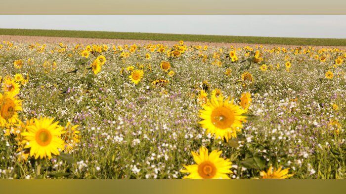 L’Indicateur de régénération calcule le score agroécologique d’une exploitation