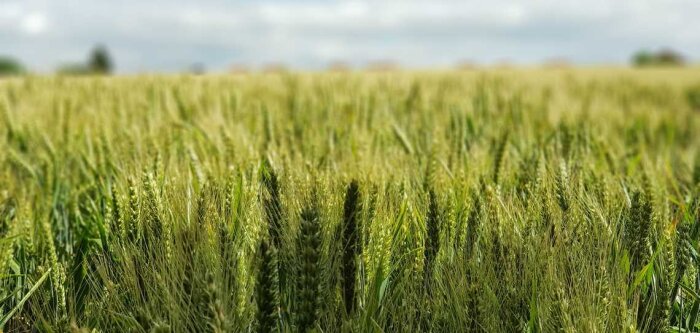 Pour bien débuter la protection fongicide des céréales, pensez PERF’WIN