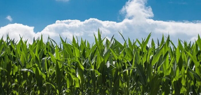 Intercéréales lance un projet pilot de traçabilité pour la filière maïs. - © D.R.