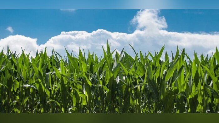 Intercéréales lance un projet pilot de traçabilité pour la filière maïs. - © D.R.