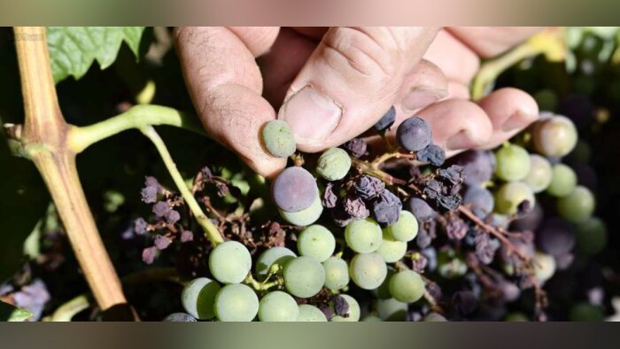 Mildiou de la vigne, sécuriser son programme dès la reprise de croissance