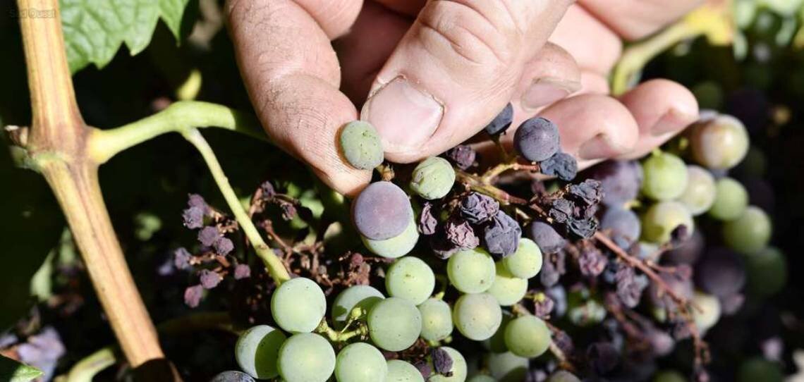 Mildiou de la vigne, sécuriser son programme dès la reprise de croissance - © D.R.