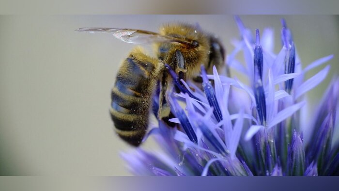 Un rapport de l’Efsa avance plusieurs scénarios pour la troisième version d’ApisRAM, le modèle d’éva - © D.R.