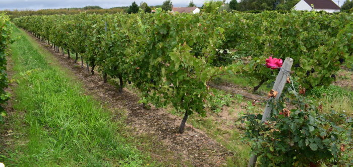 Un laboratoire sur les virus de la vigne entre l’Inrae et l’IFV