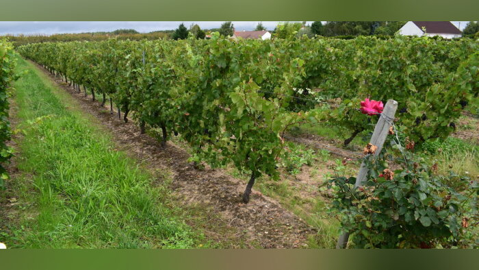 Un laboratoire sur les virus de la vigne entre l’Inrae et l’IFV