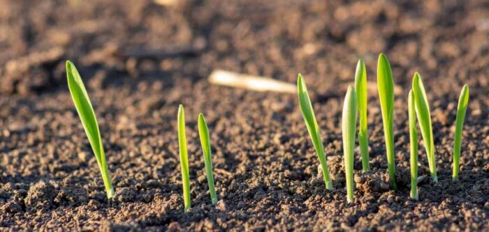 Traitement herbicide d’automne, privilégiez la post-levée précoce