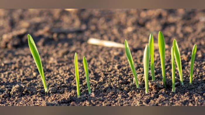 Traitement herbicide d’automne, privilégiez la post-levée précoce