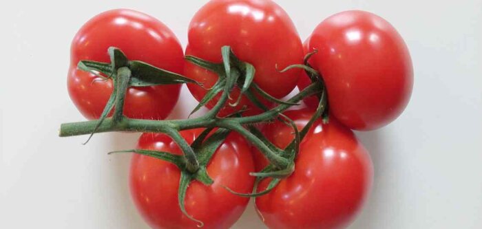 BASF lance Ronvine, une nouvelle variété de tomate high-tech, résistante au virus ToBRFV