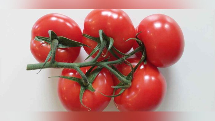BASF lance Ronvine, une nouvelle variété de tomate high-tech, résistante au virus ToBRFV