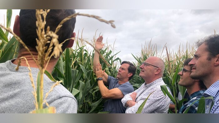 Trois coopératives expérimentent des maïs « révolutionnaires »
