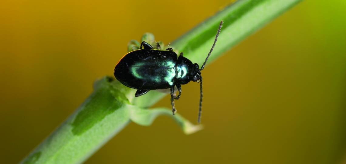 L’agronomie pour lutter contre la grosse altise sur colza - © D.R.