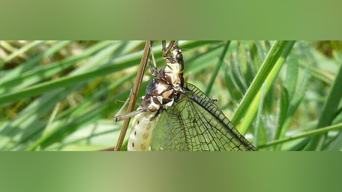 Biodiversité et COP 15, atteindre enfin les objectifs pour 2050