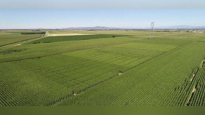 En se penchant sur le semis, la CAC 68 fait gagner 20 q/ha au maïs