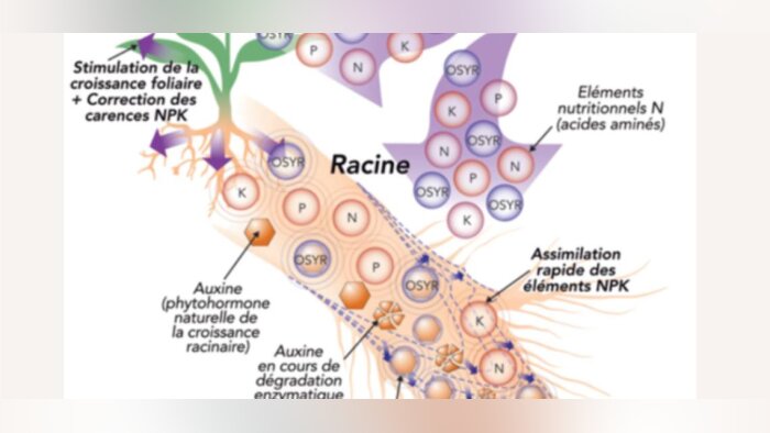 Les biostimulants nutritionnels